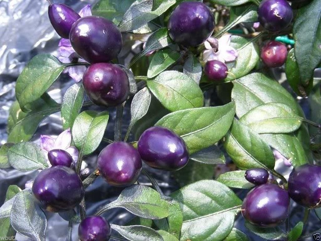 Purple Pepper Seeds - 100+ Non-GMO Capsicum annuum for Ornamental & Edible Peppers