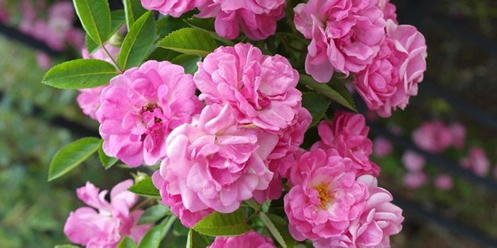 Peggy Martin Rose Cuttings (Katrina Rose) - Unrooted 7-8" (5-Pack) Hardy Climbing Rose