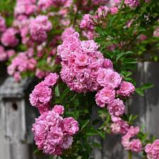 Peggy Martin Rose 5 Cuttings (7-8") – Climbing Rose, Thornless, Disease Resistant