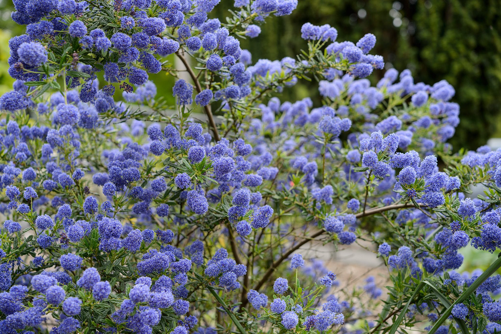 Ceanothus California Lilac Cuttings - 3 Unrooted 6" Stems, Fragrant Blue Blooms, Drought-Tolerant, Deer-Resistant