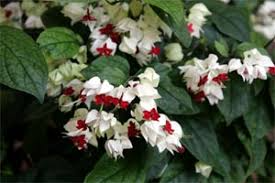 Bleeding Heart Clerodendrum thomsoniae Rooted Starter Plant – White & Red Blooms