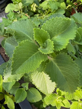 Plectranthus amboinicus Cuttings - Cuban Oregano / Spanish Thyme - 3 Extra Cuttings