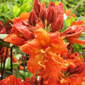 Gibraltar Deciduous Azalea Starter Plant | Rhododendron, Orange Blooms, Partial Sun