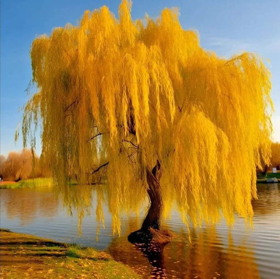 Gold Weeping Willow Cuttings - 5 Pack | Salix alba 'Tristis' | 10-12" Live Cuttings for Bonsai, Privacy, Erosion Control