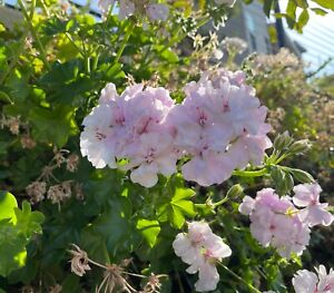 Pelargonium peltatum Ivy Geranium - 2 Unrooted Cuttings, 6"+ - White-Pink Double Blooms