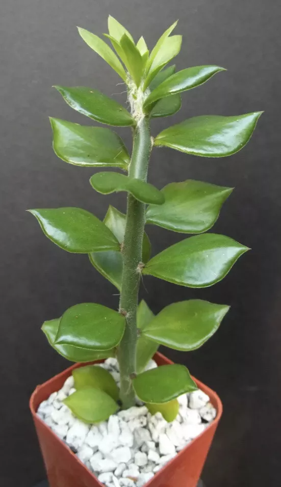 Pereskiopsis Cuttings - 10 Unrooted 2-4" Grafting Stock Stems (USDA 10-12)
