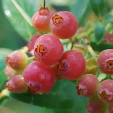 Florida Rose Blueberry Plants (Vaccinium virgatum) - 3 Rabbiteye Starter Plants, Pink Edible Fruit