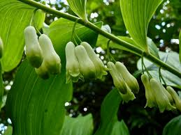 Polygonatum biflorum (True Solomon’s Seal) - 3 Bare Root Plants, Perennial Shade Native