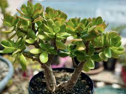 Crassula ovata Cutting - Thick Stem Jade Plant 0.5-0.75" Diameter | Succulent Propagation