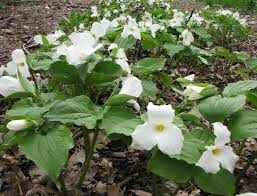 White Trillium Plants (Trillium grandiflorum) - 5 Bare Root Perennial for Woodland Gardens