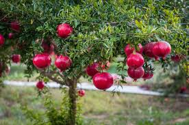 Pomegranate Wonderful Plants (Punica granatum) - Set of 5 Live Starter Plants