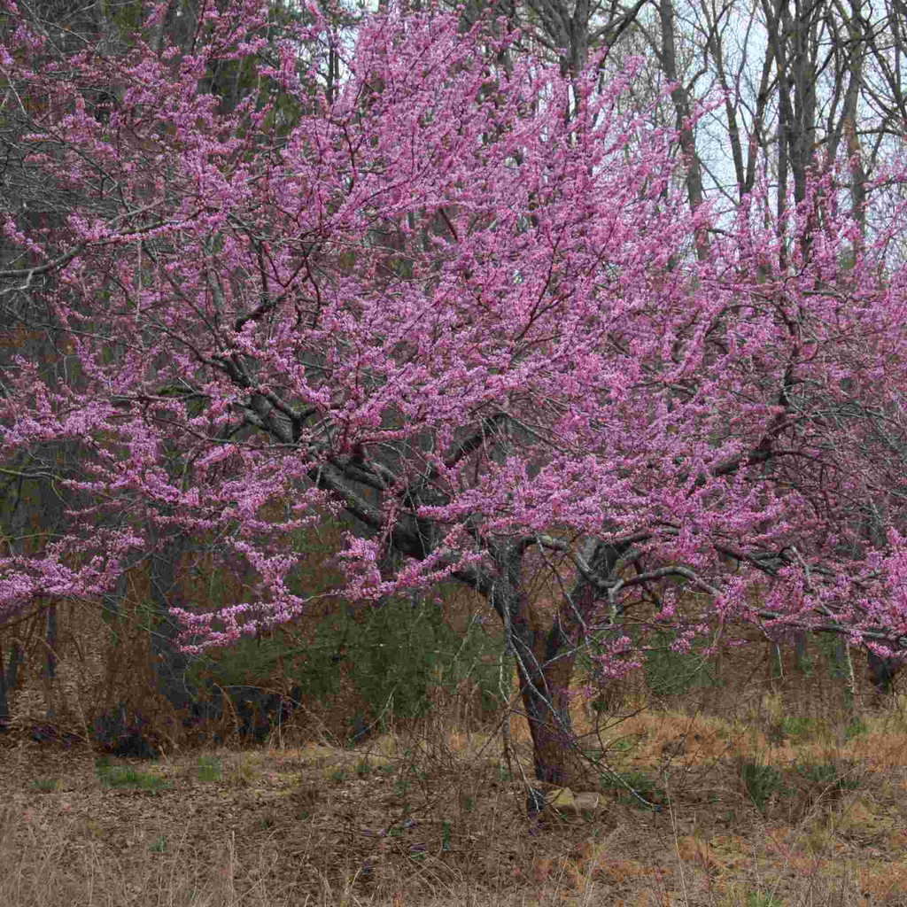 Eastern Redbud Tree Cercis canadensis - Bare Root 14–18" | Native Flowering Tree