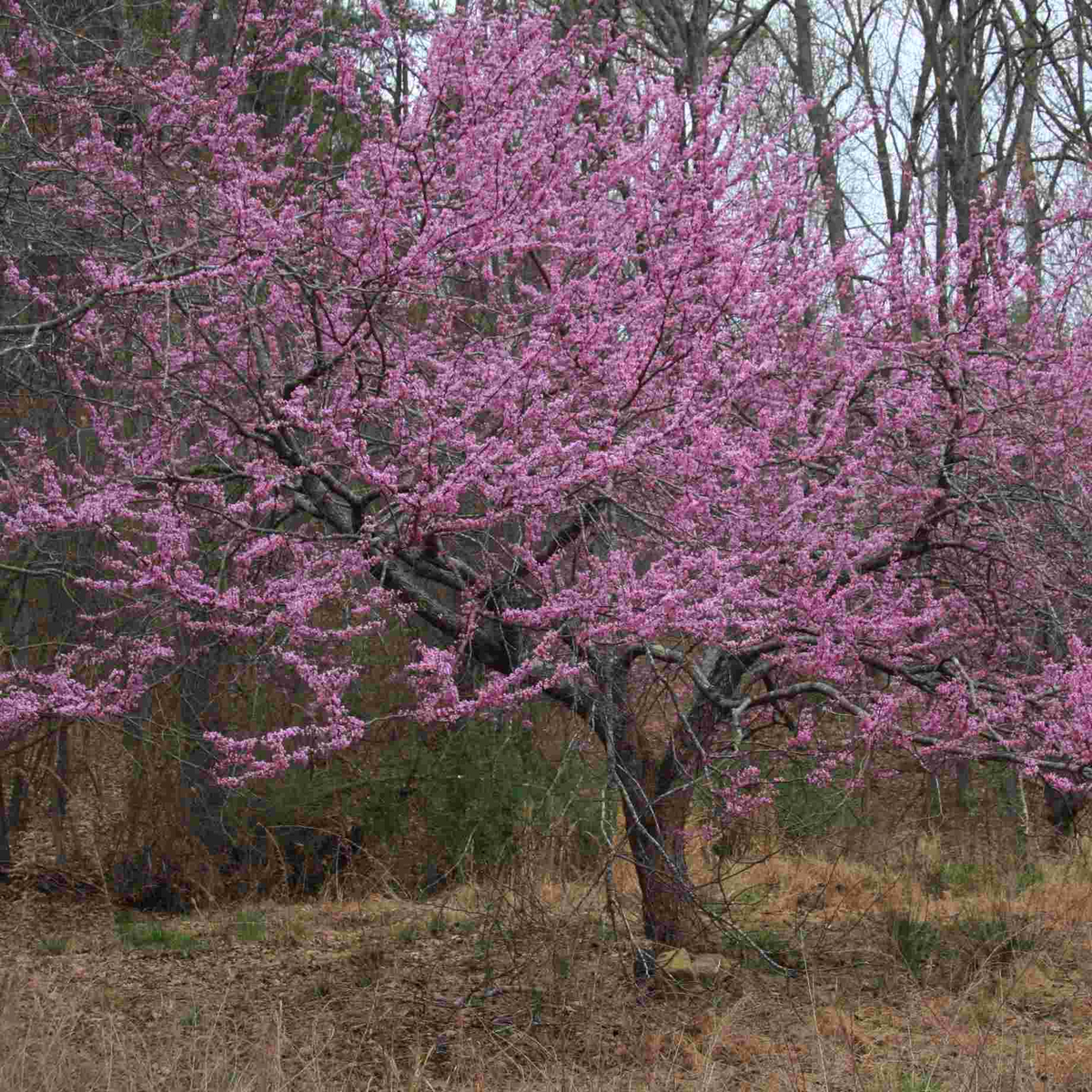 Eastern Redbud Tree Cercis canadensis - Bare Root 14–18" | Native Flowering Tree