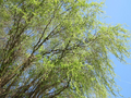 Corkscrew Willow Cuttings (Salix matsudana 'Tortuosa') - 10 Live Cuttings, Zones 3-10