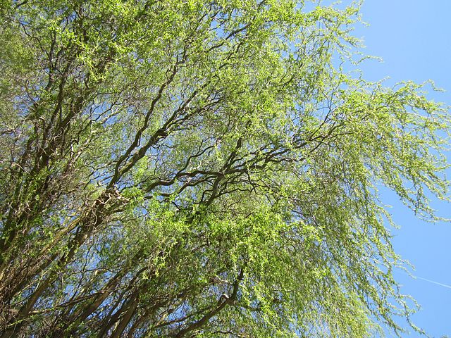 Corkscrew Willow Cuttings (Salix matsudana 'Tortuosa') - 10 Live Cuttings, Zones 3-10