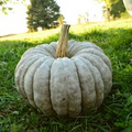 Jarrahdale Pumpkin Seeds - Blue Winter Squash (Cucurbita maxima) | 10 Seeds