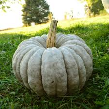Jarrahdale Pumpkin Seeds - Blue Winter Squash (Cucurbita maxima) | 10 Seeds