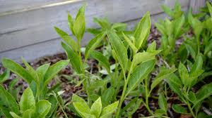 Longevity Spinach Gynura Procumbens Unrooted Cuttings - 5 x 4"