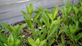 Longevity Spinach Gynura Procumbens Unrooted Cuttings - 5 x 4"