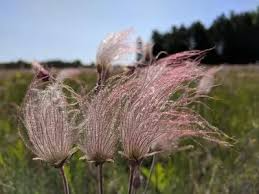 Prairie Smoke Fire Geum triflorum Seeds – 20 Seeds, Drought-Tolerant Perennial Wildflower
