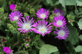 Delosperma Cuttings - 5 Purple-Pink Ice Plant Stems, Drought-Tolerant Ground Cover (Unrooted), Zones 6-9