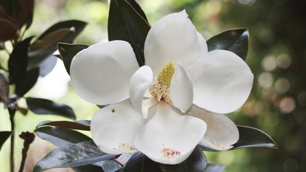 Southern Magnolia Cuttings - 8 Woody Cuttings for Rooting (Magnolia grandiflora) 6" Each