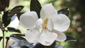 Southern Magnolia Cuttings - 8 Woody Cuttings for Rooting (Magnolia grandiflora) 6" Each