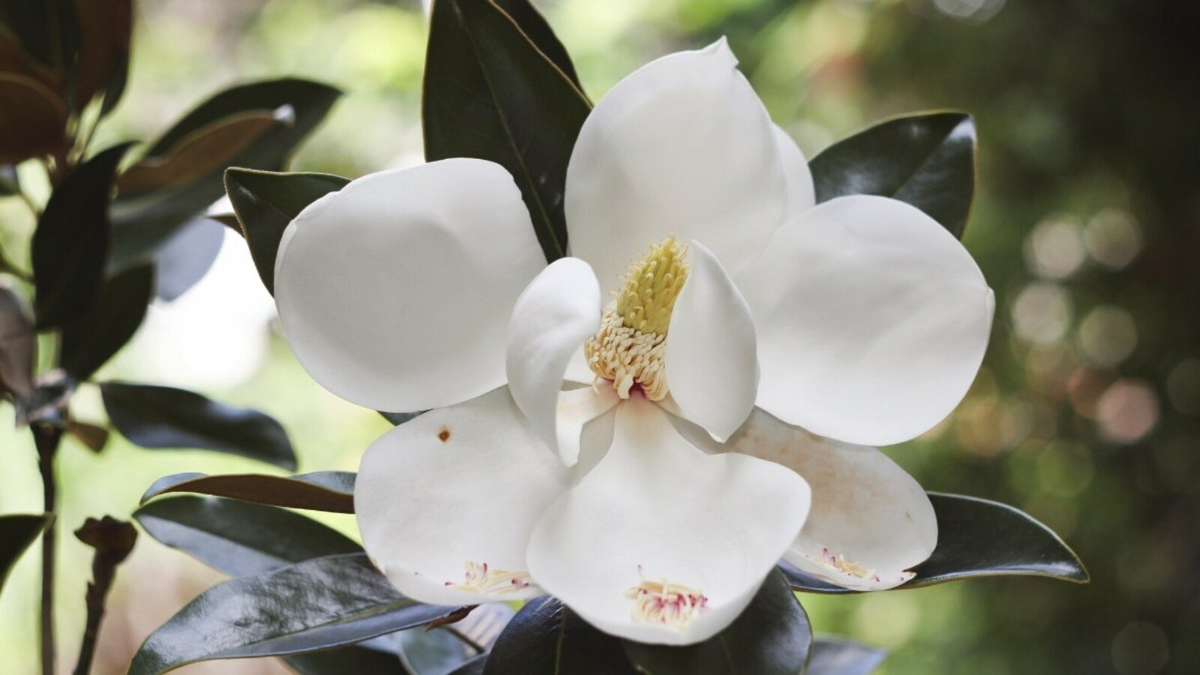 Southern Magnolia Cuttings - 8 Woody Cuttings for Rooting (Magnolia grandiflora) 6" Each