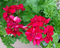 Rose Red Ivy Geranium Citronella Cuttings - 3 Fresh 6" Starter Cuttings