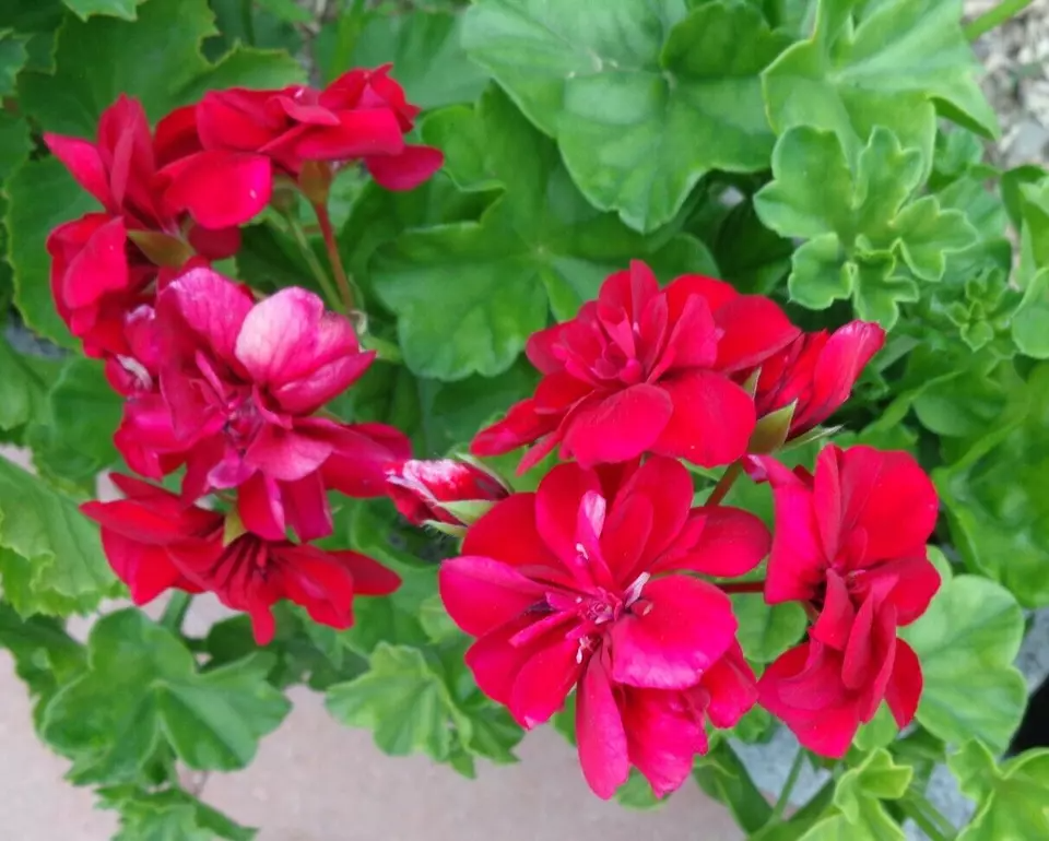 Rose Red Ivy Geranium Citronella Cuttings - 3 Fresh 6" Starter Cuttings