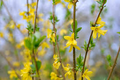 Forsythia Unrooted Cuttings (10 x 6-8") - Forsythia x intermedia, Yellow Blooms
