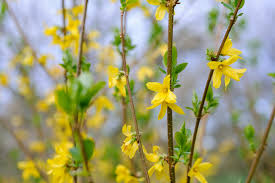 Forsythia Unrooted Cuttings (10 x 6-8") - Forsythia x intermedia, Yellow Blooms