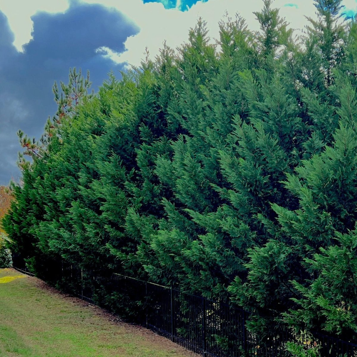 Leyland Cypress Trees - 5 Bare Root Starter Plants 12–24" | Fast-Growing Evergreen Privacy Windbreak