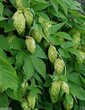 Humulus lupulus Seeds - 20 Count | Hops Vine - Fast-Growing Perennial Climber
