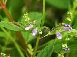 Skullcap Herb Seeds (Scutellaria lateriflora) – 100 Mad Dog Seeds for Planting