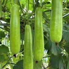 Long Bottle Gourd Seeds (Lagenaria siceraria) - 35 Non-GMO, High Yield, Fast Growing