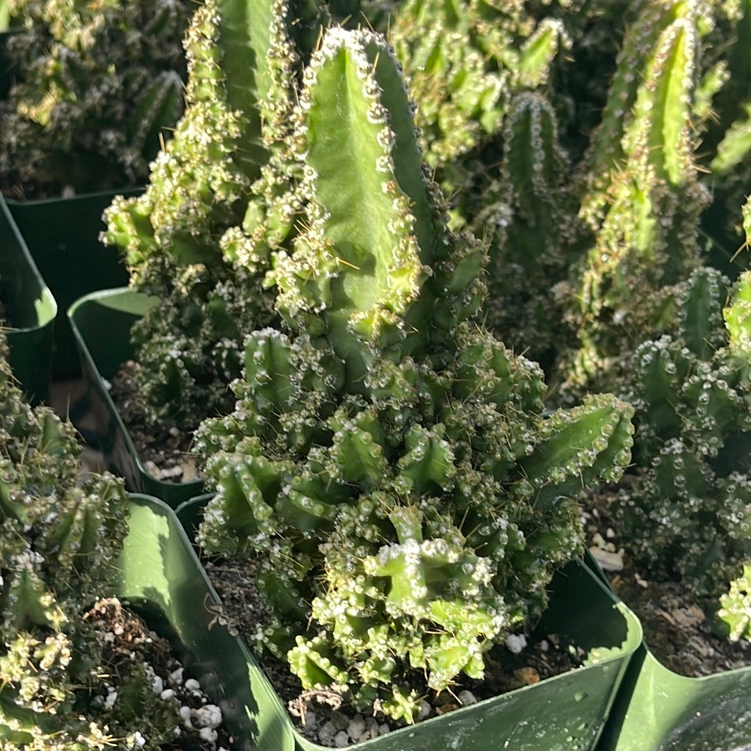 Fairytale Cactus Top Cutting (9-12"), Rooted Variegated Trailing Cactus for Indoor/Outdoor - Zone 9-11