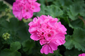 Bubblegum Pink Pelargonium Zonal Geranium Unrooted Cuttings — 4 (8" Each) for Containers & Hanging Baskets