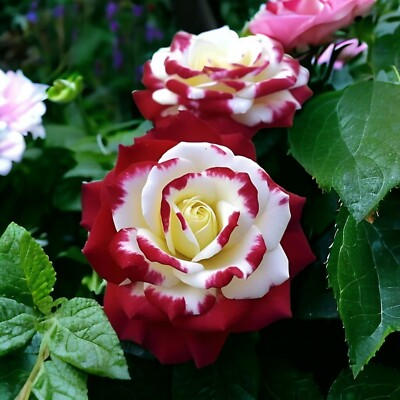 Red & White Twin Rose Seeds - 20 Seeds - Heirloom Rosa Spp. Fragrant Perennial