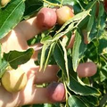 Chico Jujube Scion Cuttings (Unrooted), 3 count, 6-8" - Ziziphus jujuba for Grafting
