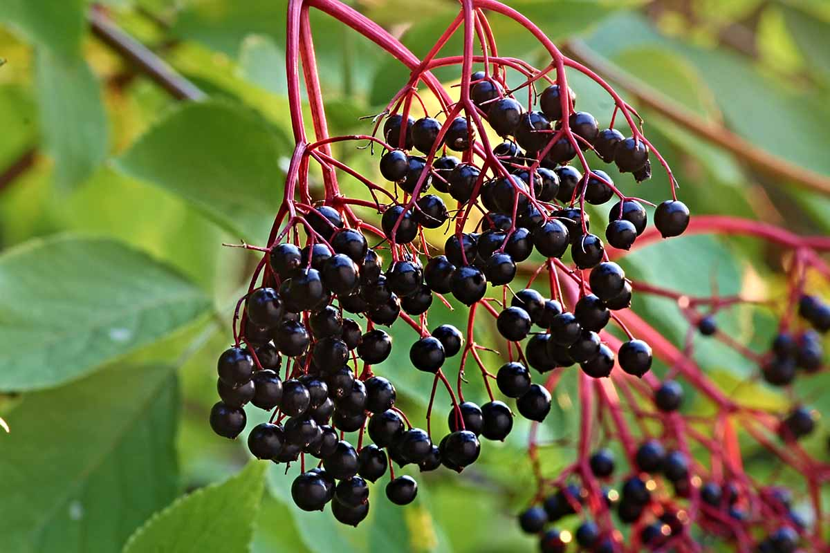 American Elderberry Sambucus canadensis - 5 Fully Rooted Plants