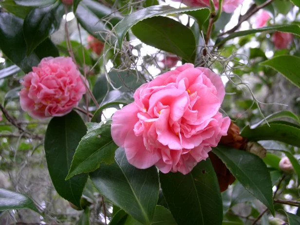 Camellia japonica Unrooted Cuttings – 5 Fresh 6-8 Inch Cuttings for Propagation