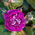 Cosmic Cloud Rose Cuttings - Unrooted, 3 Fresh Stems, Velvety pink-white blooms