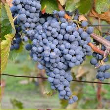 Thomcord Seedless Grape Cuttings - 5 Pack | Propagation Dormant Cuttings (US Grown)