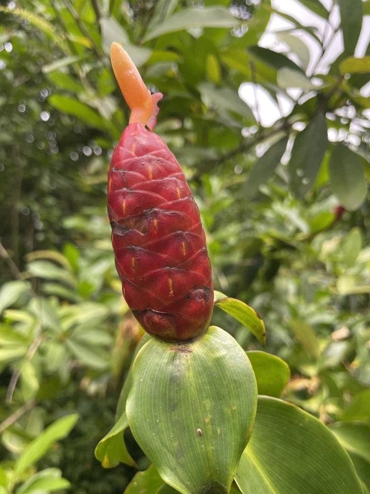 Costus Woodsonii Cuttings - 12 Pcs Hawaiian-Grown Red Cone Ginger, 8-10"