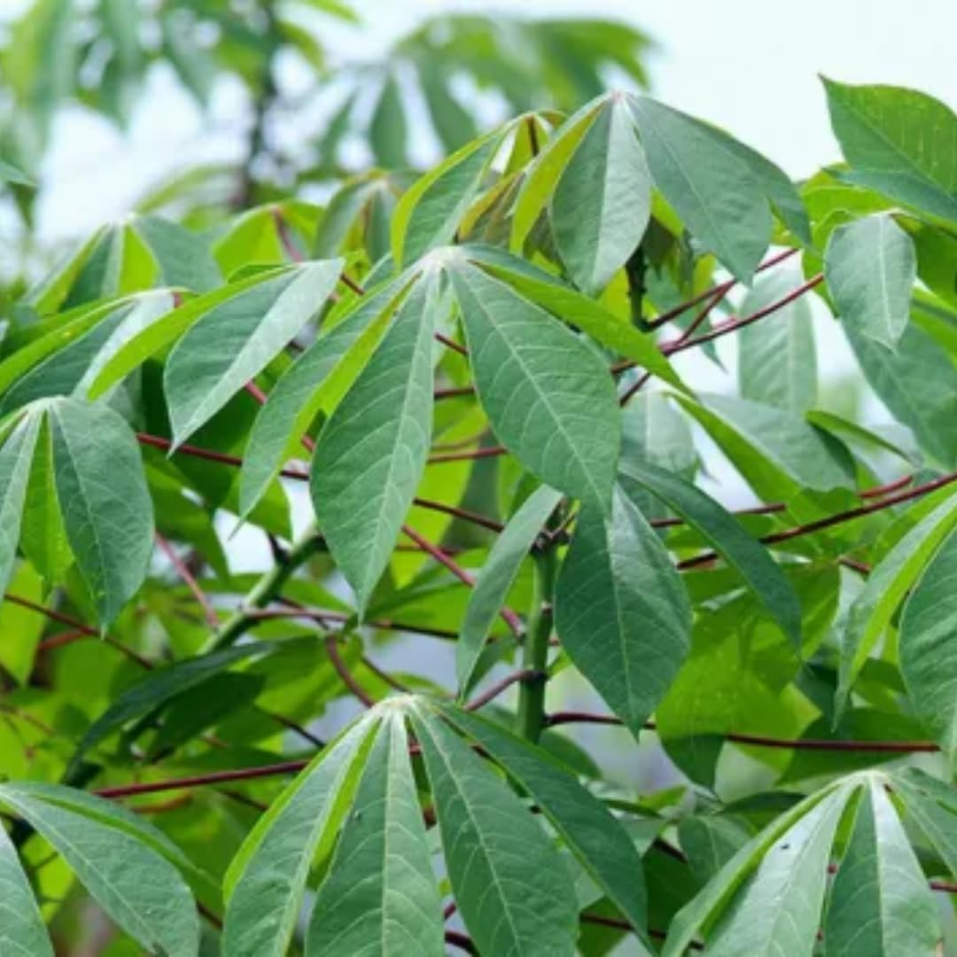 Manihot esculenta Cuttings - 5 Count | Sweet Cassava (Yuca) Plant