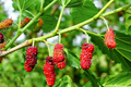 Red Mulberry Tree Cuttings (Morus rubra) - 12 Unrooted Cuttings
