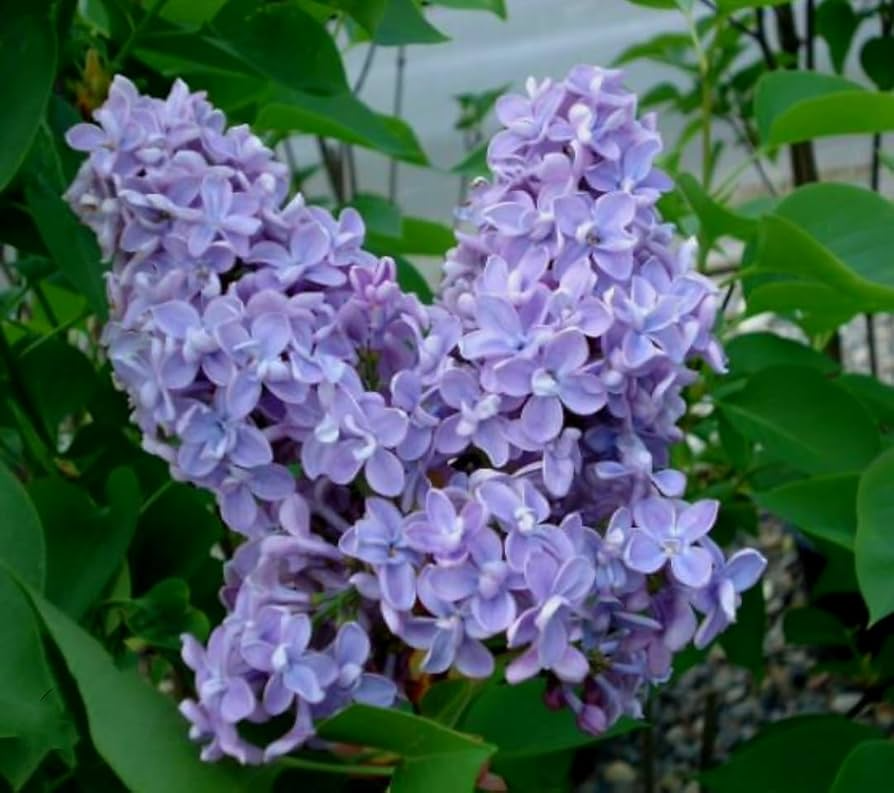 Purple Lilac Seeds (Syringa vulgaris) - 50 Seeds, Non-GMO, Fragrant Purple Blooms