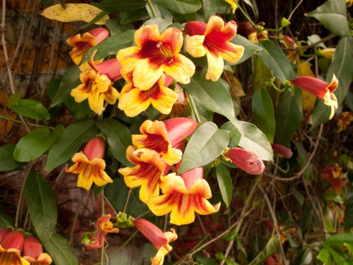 Bignonia capreolata Yellow Crossvine Rooted Starter Plant | Climbing Vine, Pollinator Favorite
