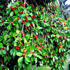 Tropical Strawberry Guava Seeds (Psidium cattleianum) – 50 Organic Seeds, Pink Guava Flavor